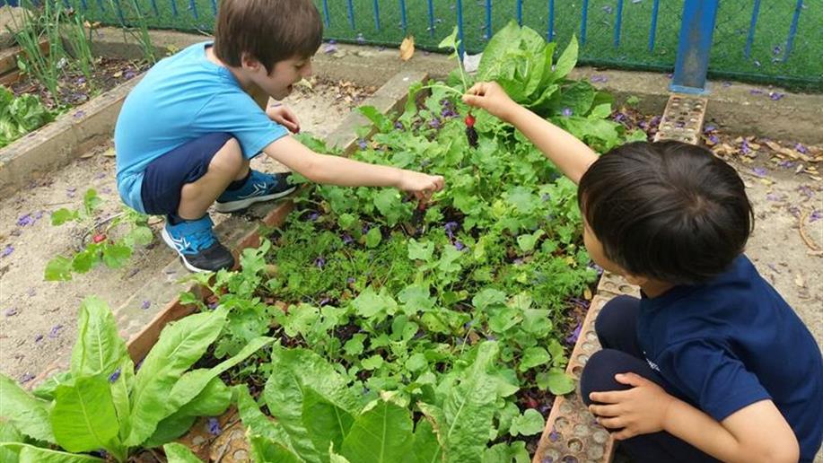 Conhecer e compreender a importância dos alimentos para desenvolver hábitos saudáveis.