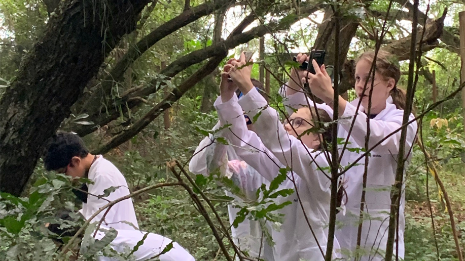 Projeto classificou dezenas de plantas, flores e insetos presentes em nosso bosque